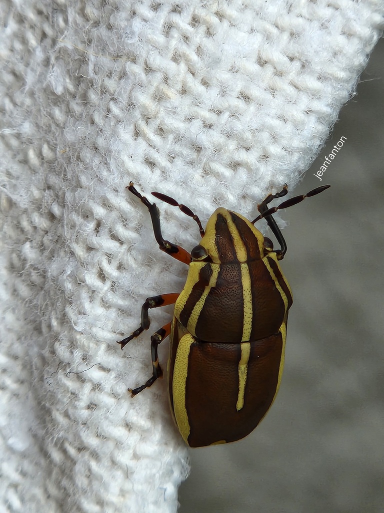 Agonosoma flavolineata