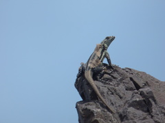 Microlophus quadrivittatus