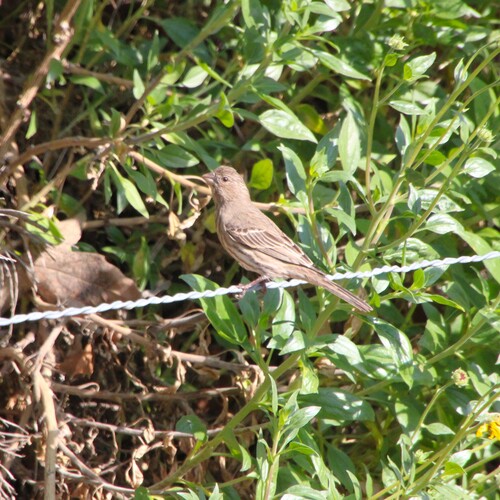 iNaturalist observation photo of House Finch