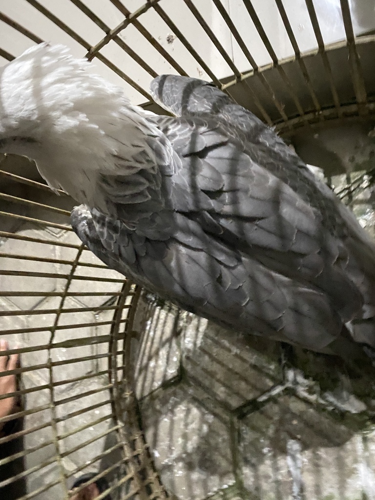 White-Bellied Sea Eagle (Haliaeetus leucogaster)