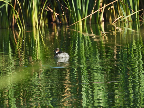 Silvery Grebe (Podiceps occipitalis), photo 6