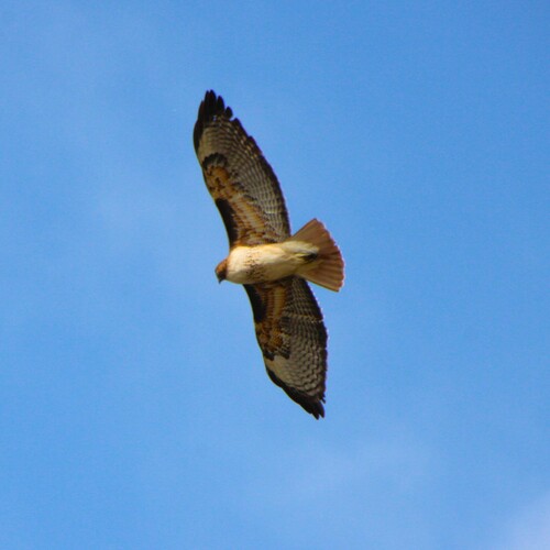 iNaturalist observation photo of Red-tailed Hawk
