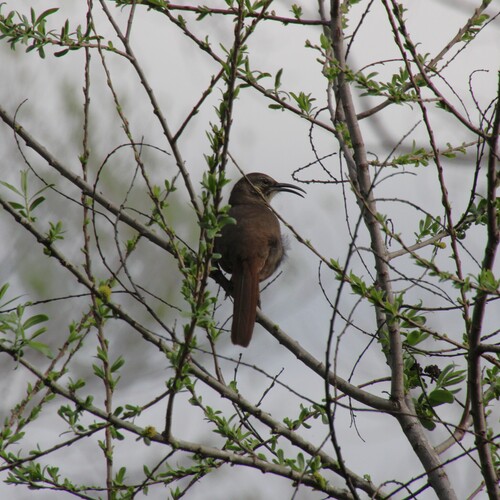 iNaturalist observation photo of California Thrasher