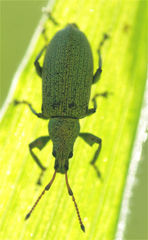 Phyllobius maculicornis