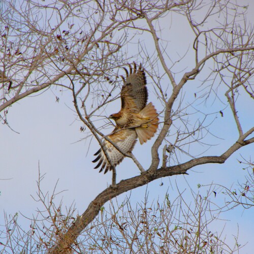 iNaturalist observation photo of Red-tailed Hawk