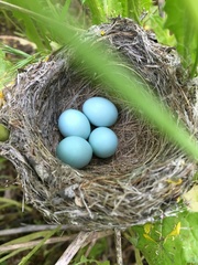 Wrentit photo 6