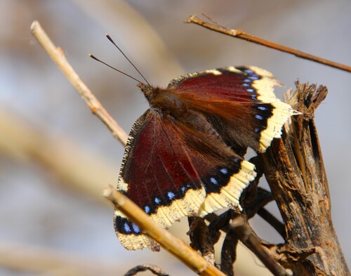 iNaturalist observation photo of Mourning Cloak