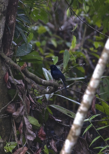 White-vented Shama (Copsychus niger), photo 5