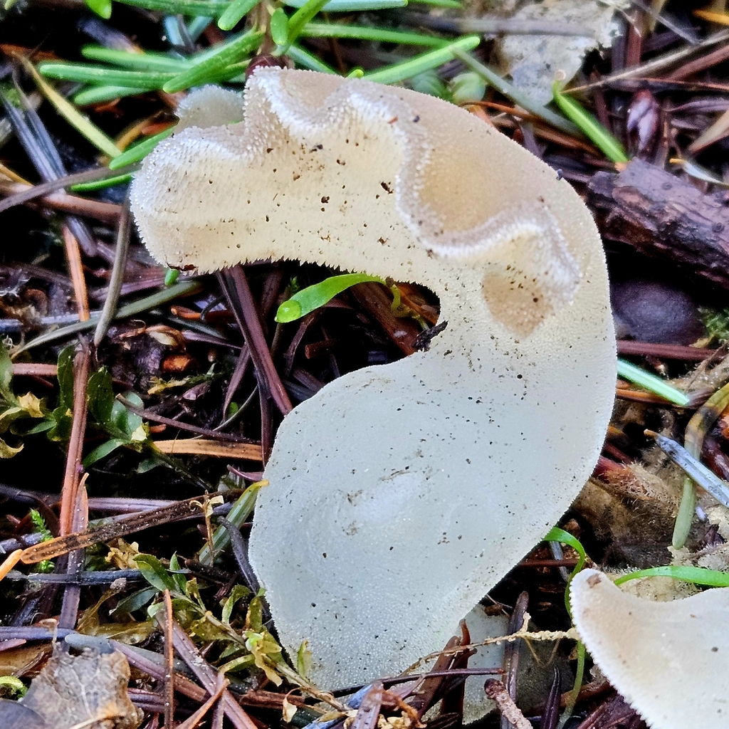 Pseudohydnum gelatinosum · February 2026 · photo: © tser (iNaturalist, cc-by)