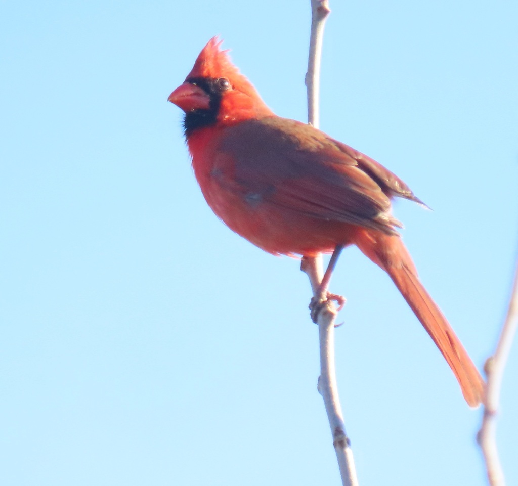 February Cardinal Northern Cardinal from RVP, Houston, TX, USA on February 2, 2026 at 08: ...