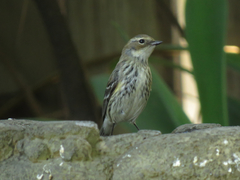 Setophaga coronata coronata