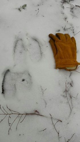 Moose photographed in Vermont