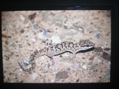 Pachydactylus capensis