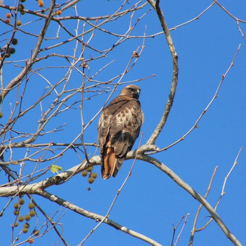 iNaturalist observation photo of Red-tailed Hawk