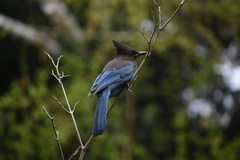Cyanocitta stelleri