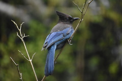 Cyanocitta stelleri