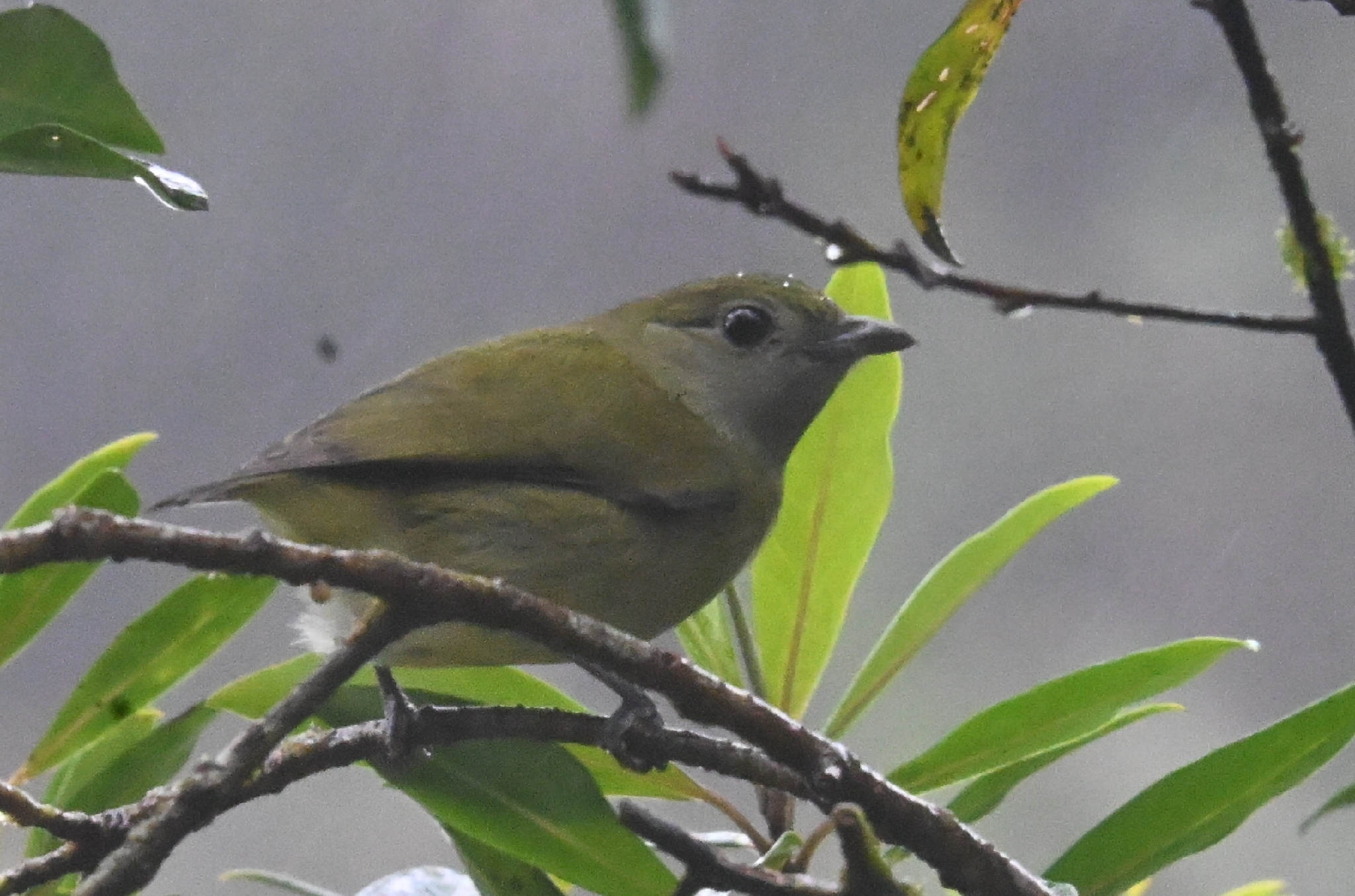 White-ruffed Manakin (Corapipo altera), photo 2