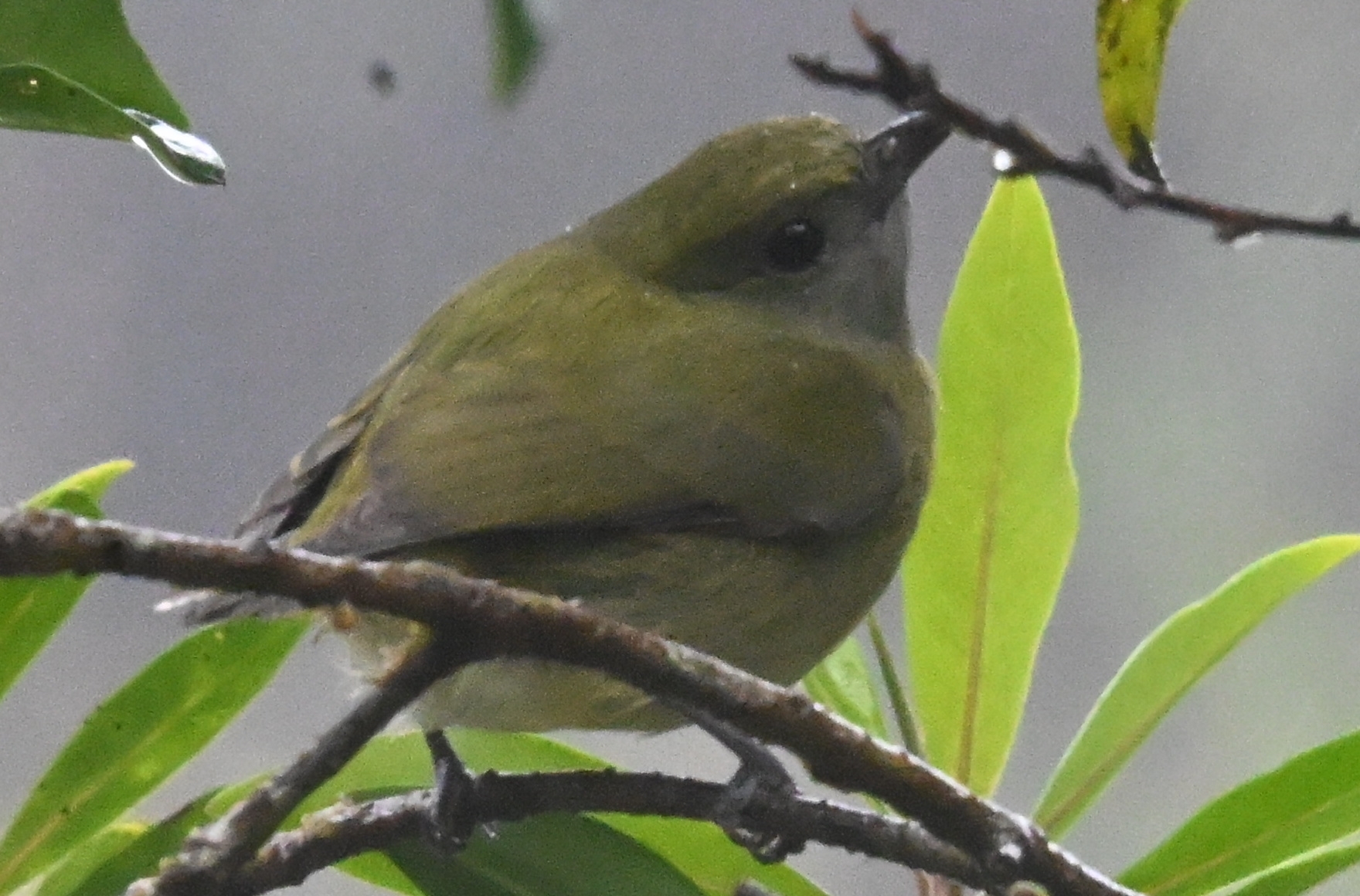 White-ruffed Manakin (Corapipo altera), photo 3