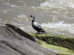 Merganetta armata armata