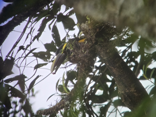 Yellow-eared Toucanet (Selenidera spectabilis)