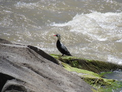 Merganetta armata armata