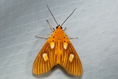 Asota orbona