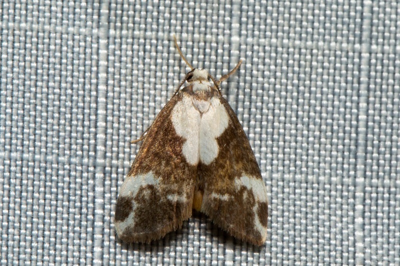 Thallarcha epileuca