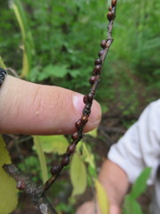 Parthenolecanium corni