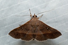 Hypospila dochmotoma