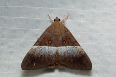 Oxyodes tricolor