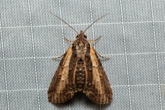 Lophoptera