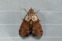 Lophoptera
