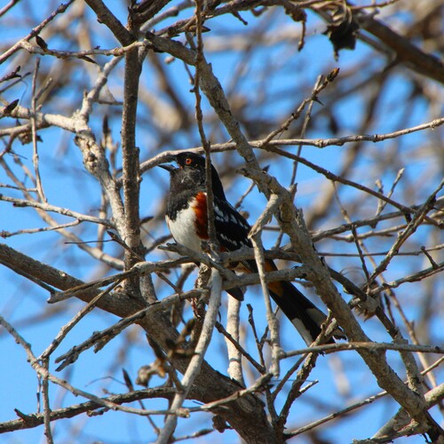 iNaturalist observation photo of Spotted Towhee