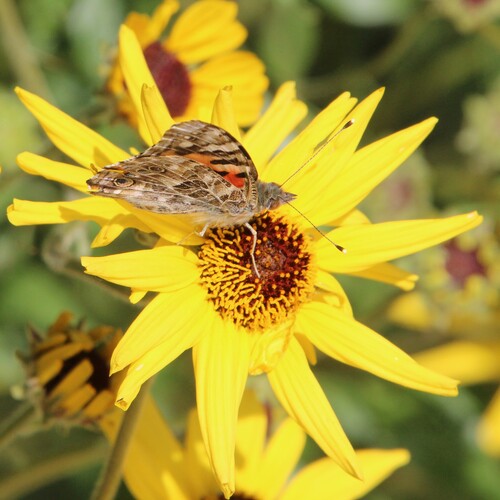 iNaturalist observation photo of Painted Lady
