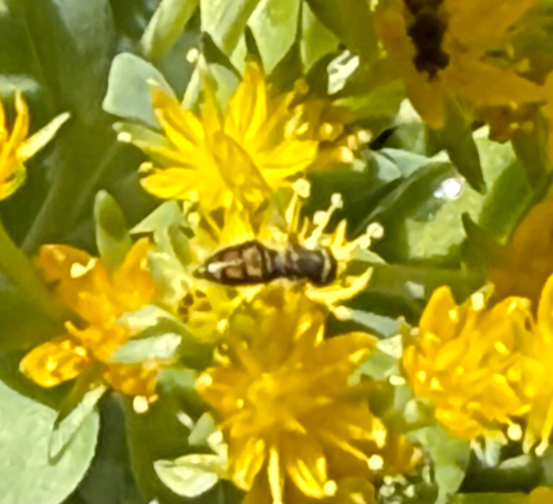 Unknown species found near Lazy Oaks Dr, Canyon Lake, TX, US
