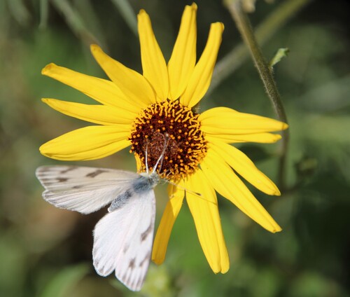 iNaturalist observation photo of Checkered White