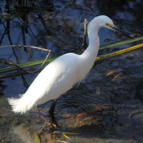iNaturalist observation photo of Snowy Egret