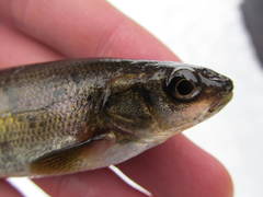 Couesius plumbeus