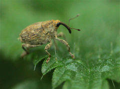 Parethelcus pollinarius