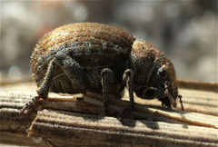 Philopedon plagiatum