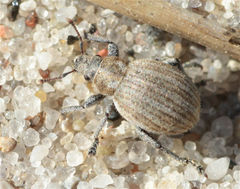 Philopedon plagiatum