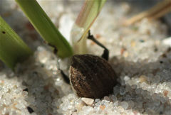 Philopedon plagiatum