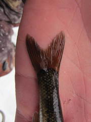 Couesius plumbeus