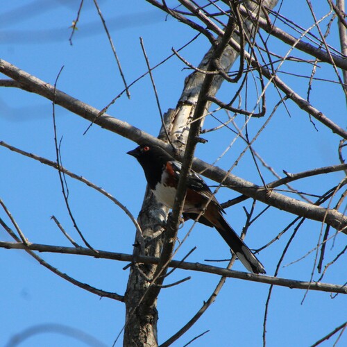 iNaturalist observation photo of Spotted Towhee
