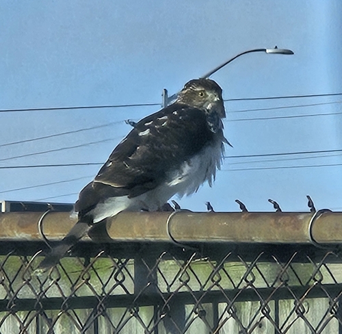 Cooper's Hawk
