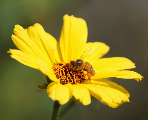 iNaturalist observation photo of Western Honey Bee