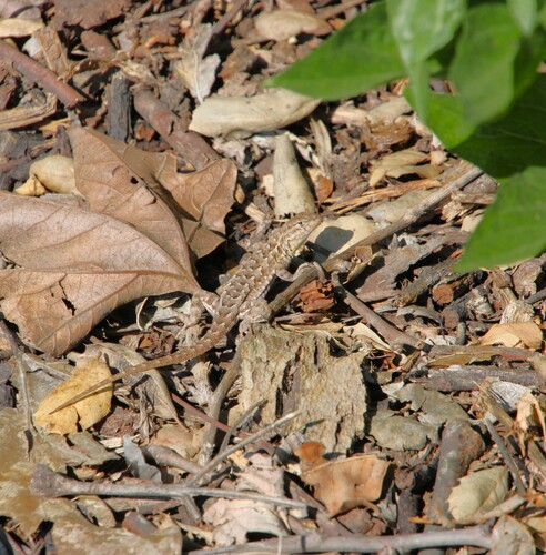 iNaturalist observation photo of Western Side-blotched Lizard