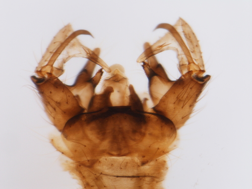 Dicranomyia swezeyi observed 2003-12-16