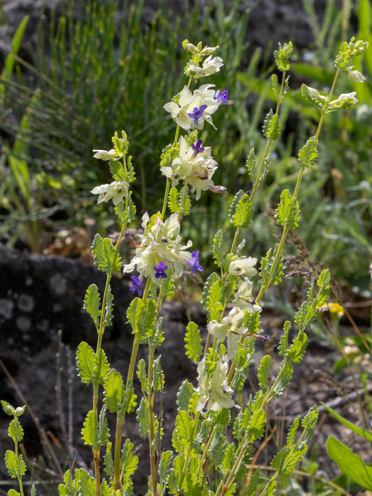 Nepeta bituminosa