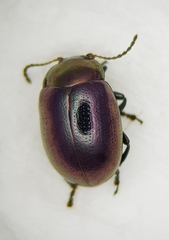 Chrysolina brunsvicensis